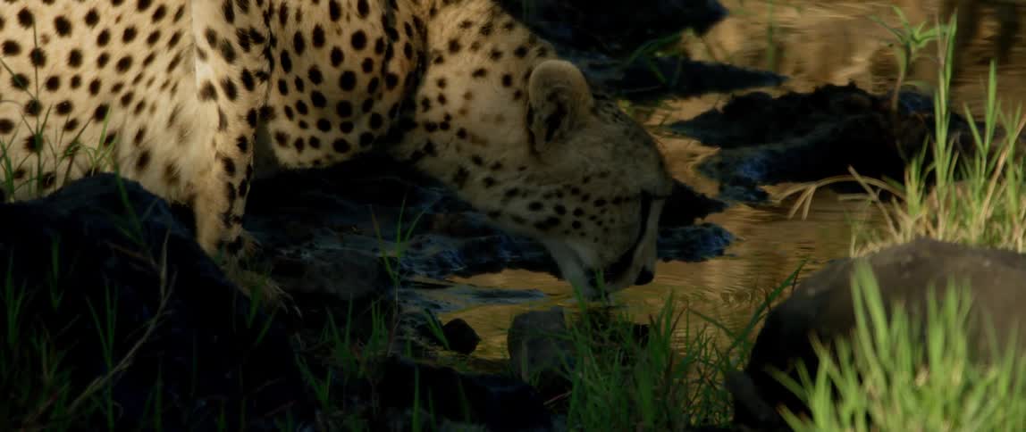 A leopard is drinking water from a puddle
