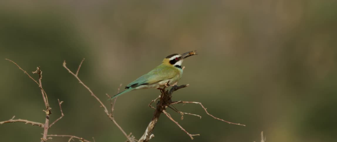 Bird juggles an object with its beak while perched on a branch