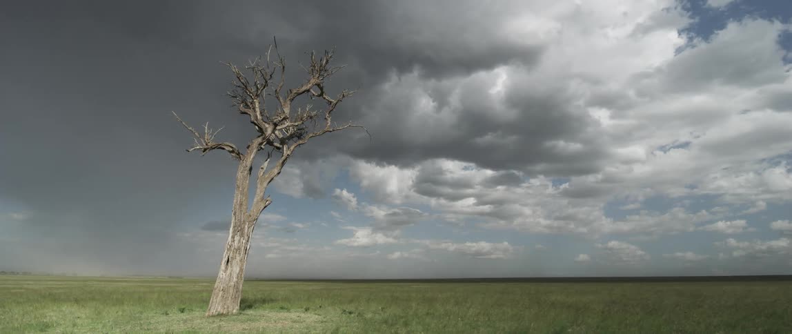 Rain clouds over a field with a single dead tree