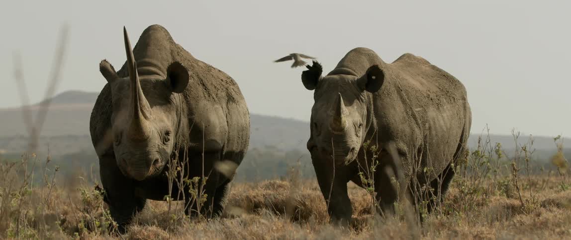 Two rhinoceros stand side by side in a field as a bird flies overhead