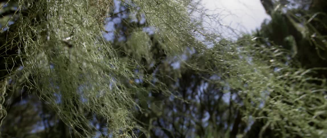 Moss hanging from trees sways in the breeze
