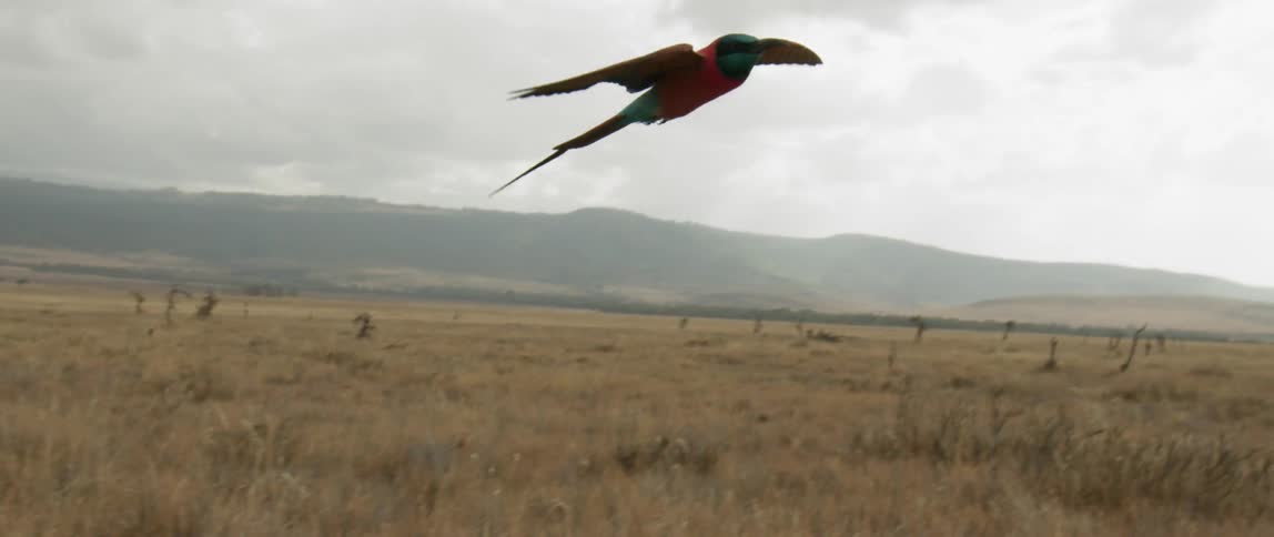 The colorful bird glides through the air