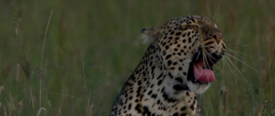 Leopard sits in a grassy field at sunset