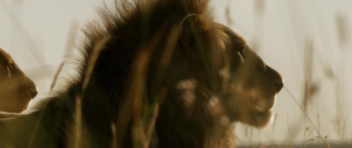 A lion lying in the grass in profile
