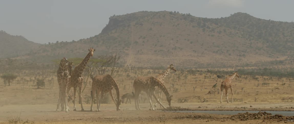 Giraffes on the savannah