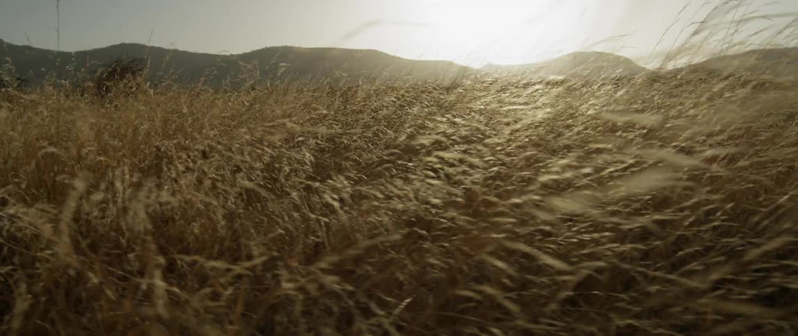 Weeds blow in the wind on a sunny day
