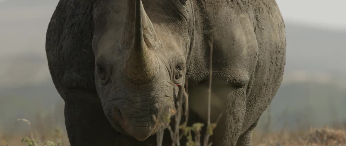 A bird flies onto a rhino