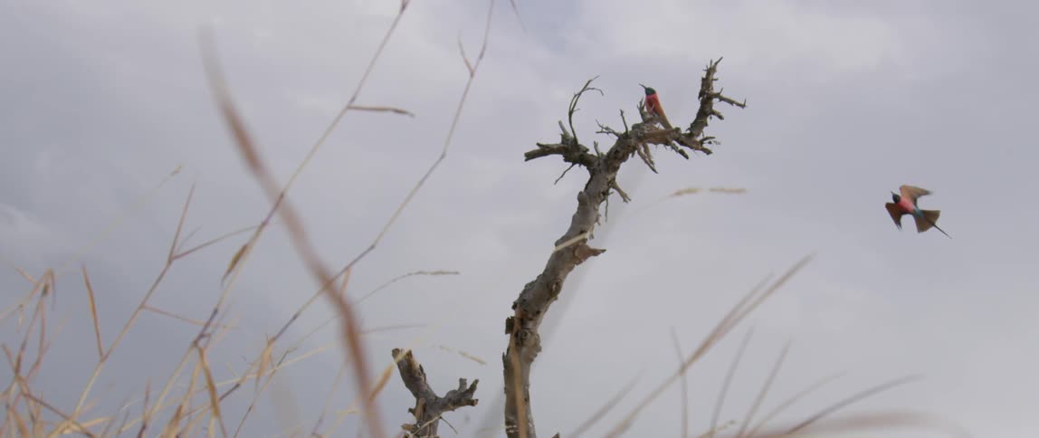 Two birds are on the branch, then one flies off