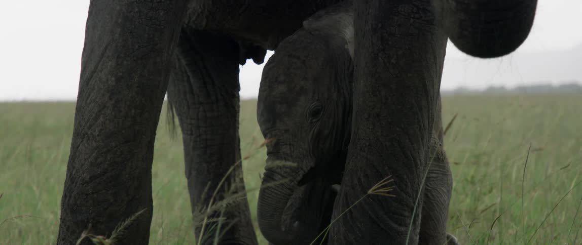 Baby elephant stands under its mother and eats grass