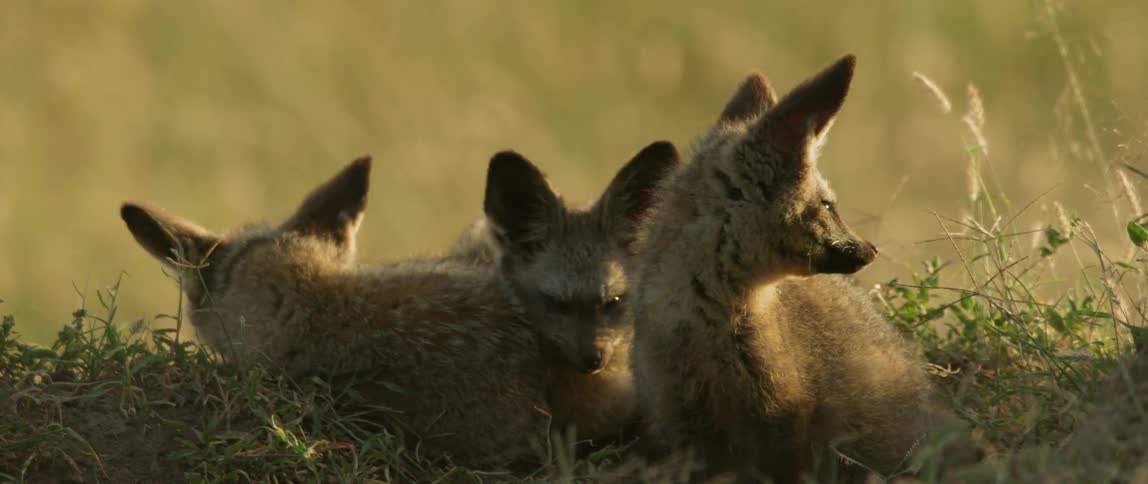 Young dingos sit on the grass