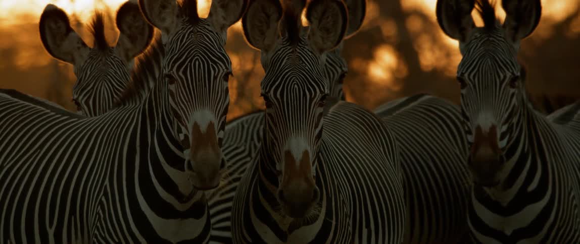 Herd of zebras standing outside at sunset