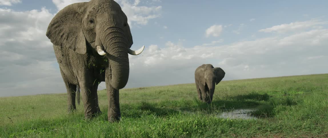 Elephants graze on grass near a watering hole