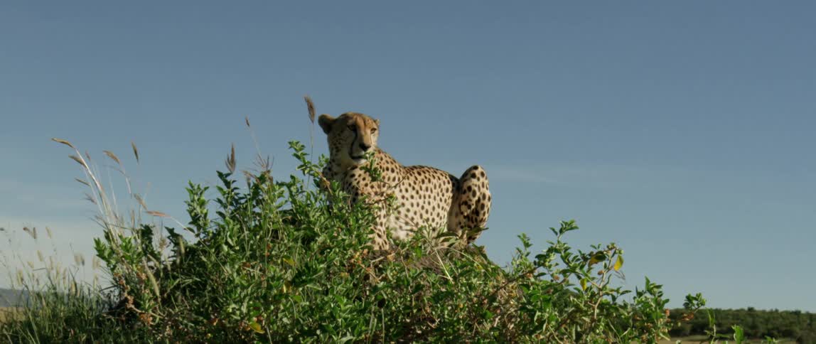 A cheetah sits perched on a small hill