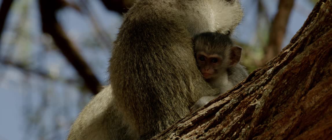 Baby monkey cuddles against its mother