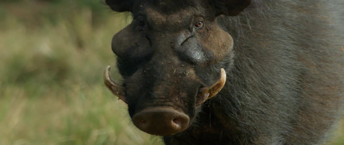 Wild boar turns its head as it stands in a field