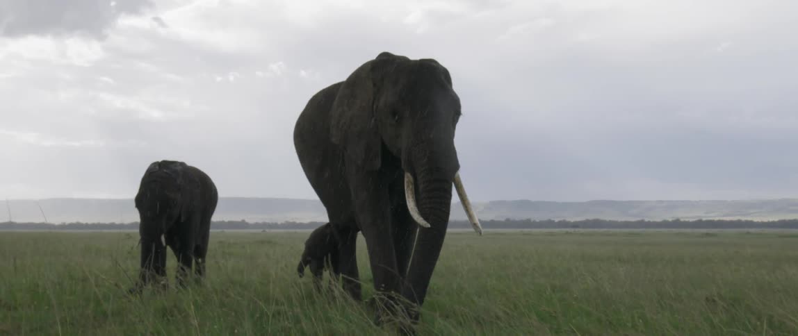 The elephants walk together in the grass