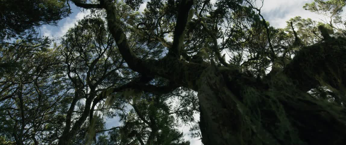 Tree canopy under cloudy sky
