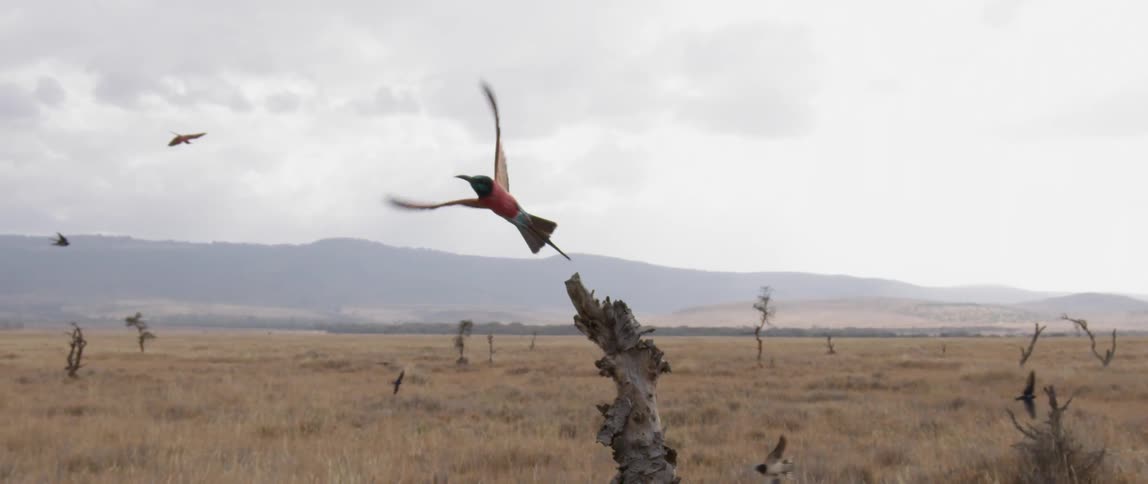 Birds fly over a field on a cloudy day