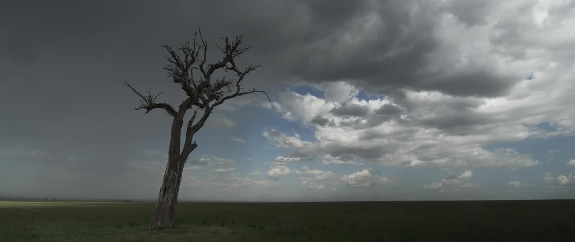 Dead tree stands on a plain beneath rain clouds