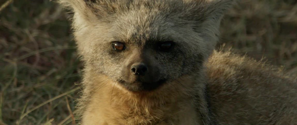 Furry animal sits in the grass and shakes its head