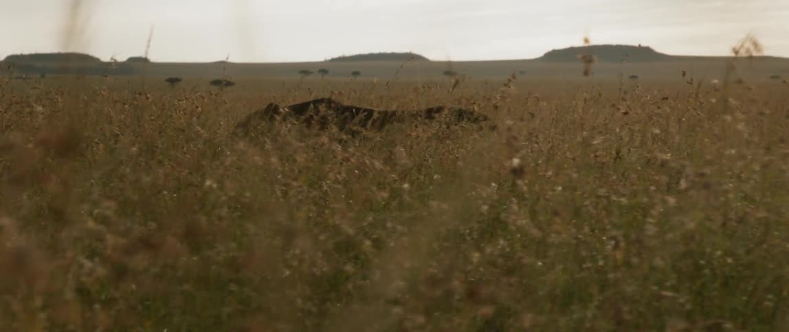 A lion is stalking through the grass in daylight