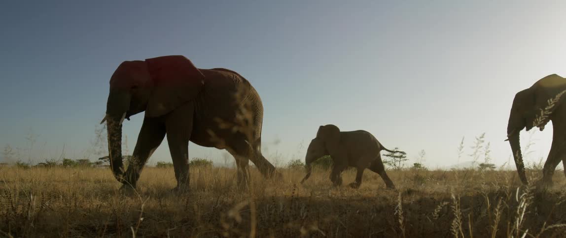 The elephants are running down the field on a sunny day