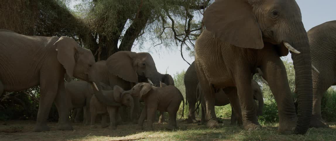 A large group of elephants relax in the shade of the tree