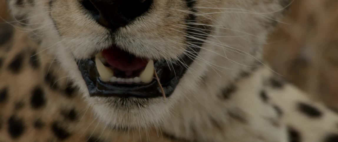 Leopard pants