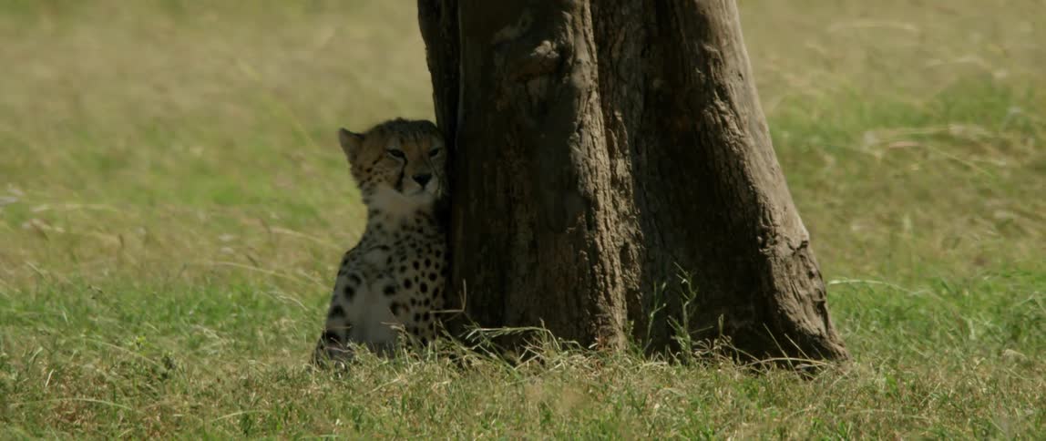 A leopard is sitting in the shade of a tree