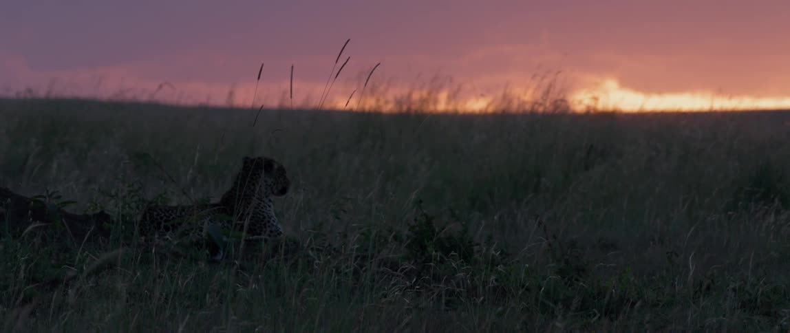 Leopard sits in a grassy field at sunset