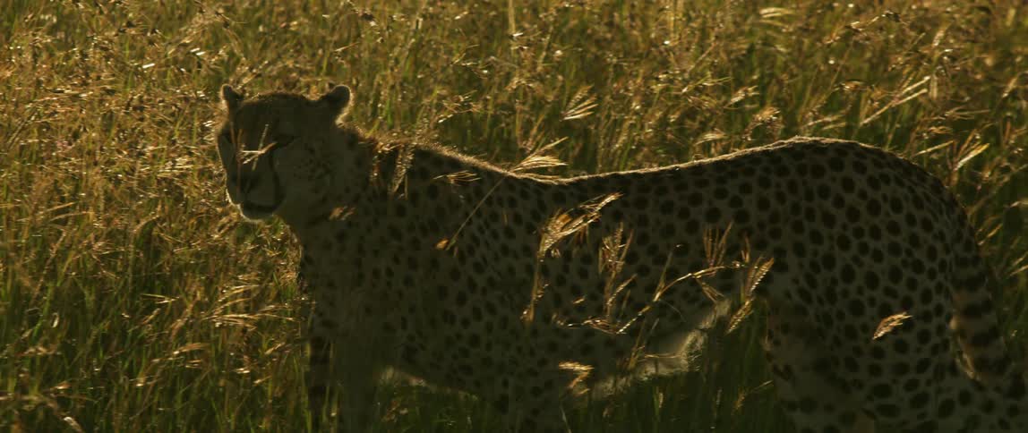 Cheetah walks through a field