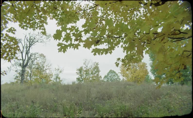 Trees dot a grassy field