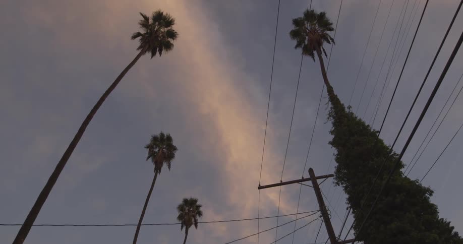 View from below of a cloudy sky with power lines and palm trees above