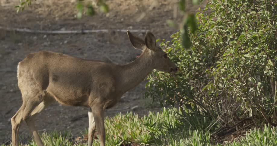 Deer eating leaves off of a bush