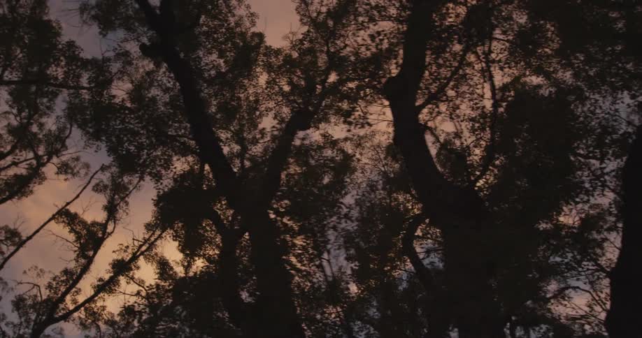Leafy trees at sunset