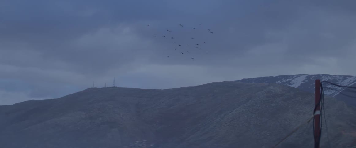 A flock of birds flies in the sky