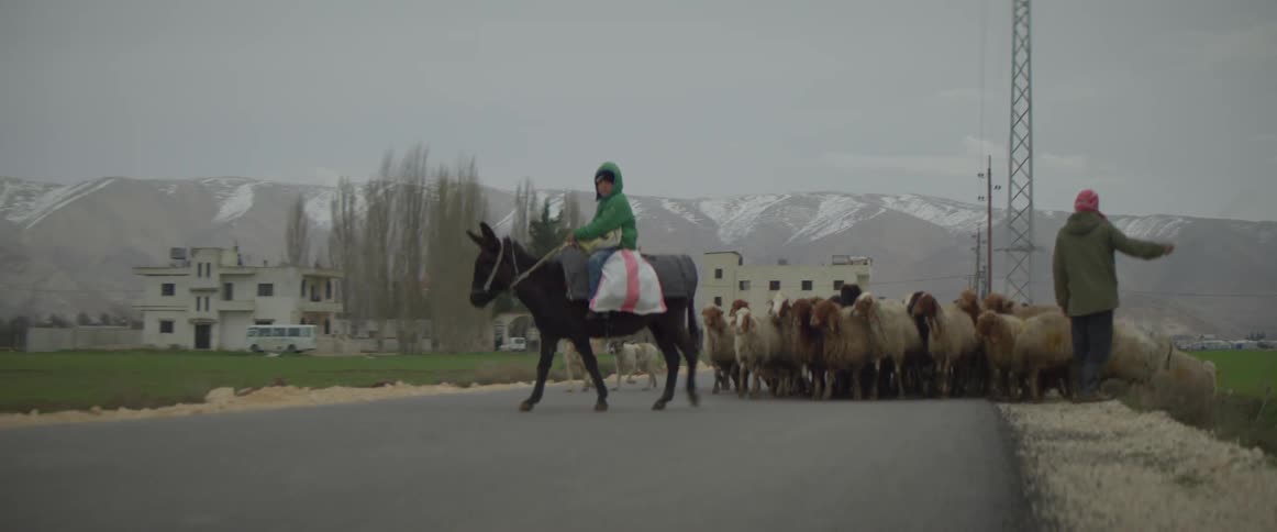 A boy is riding a donkey as he helps herd sheep outside on a winter day