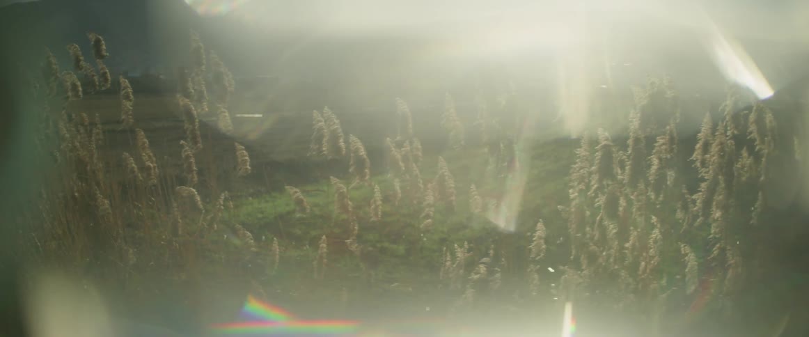 The light is reflecting off the trees in the forest below