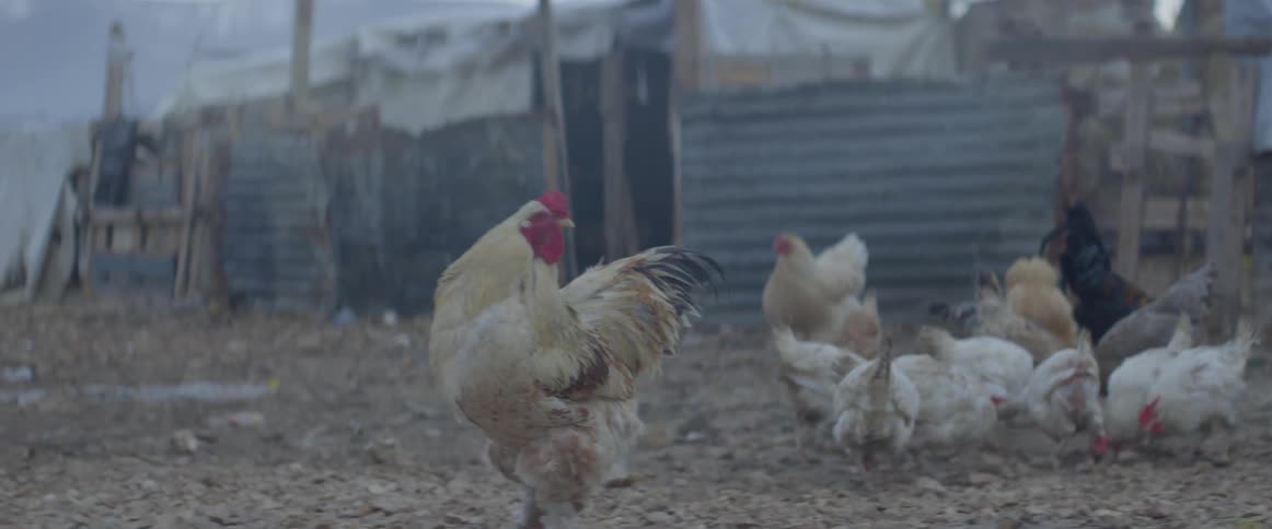 The rooster walks around by the other chickens