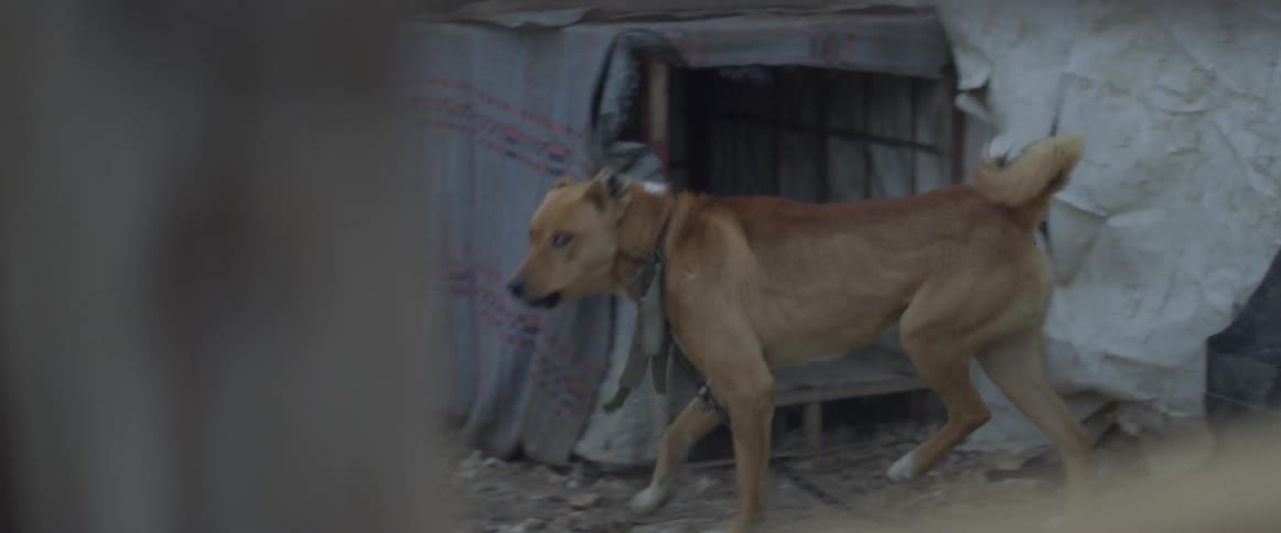 Dog on a leash paces outside and barks