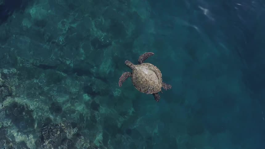 Turtle swims in the blue water