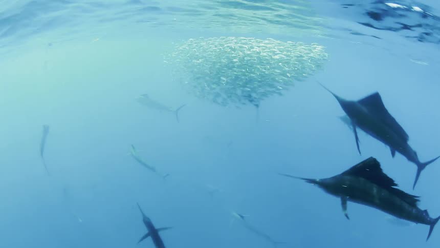 Man fish swim in a large body of water