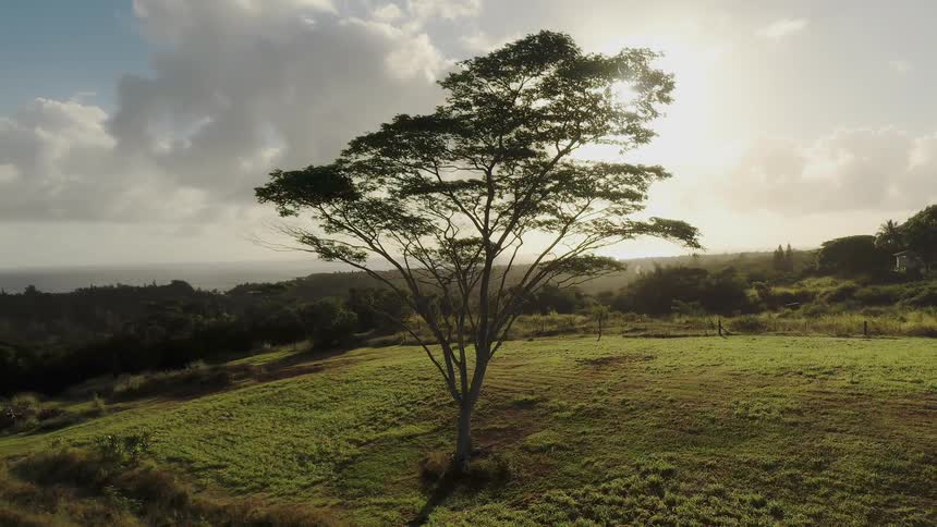A large tree sits in the middle of the green field
