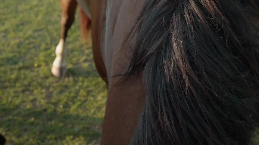 The horse is standing in the green grass