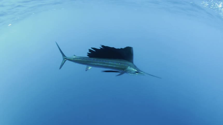 The large fish swims in the clear water