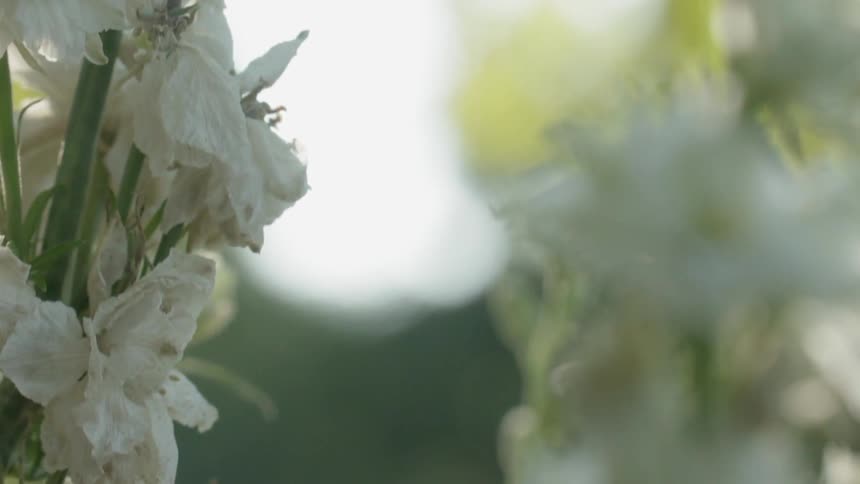 The yard is filled with white flowers