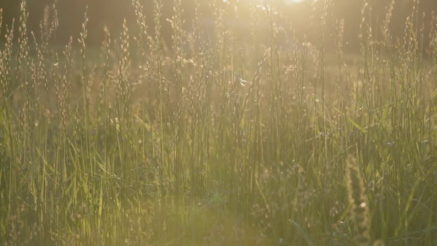 Bugs fly around stalks and grass in a field on a sunny day