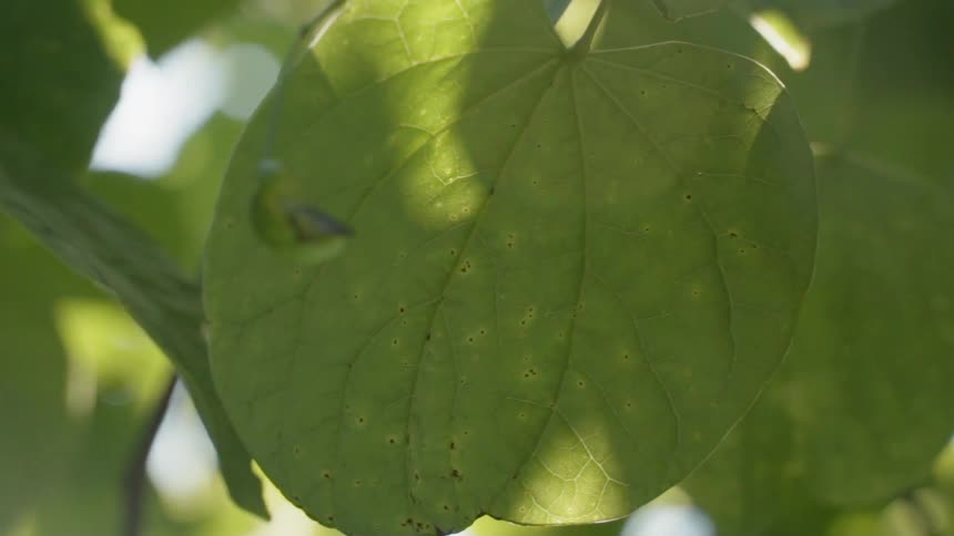 Green leaves blow gently in the breeze under the sun