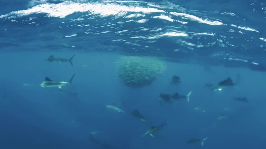 A school of fish swim in the ocean
