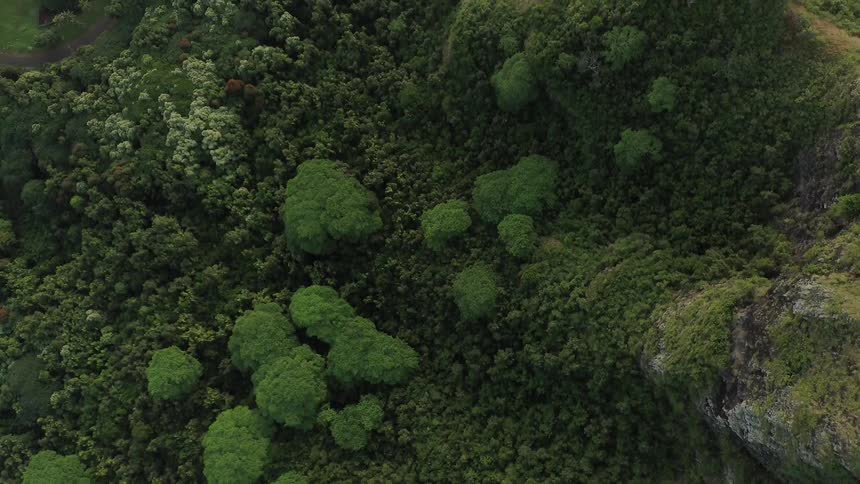 The green trees cover the area below